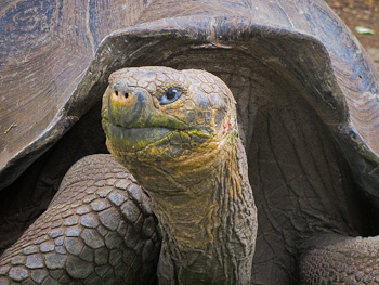 Galapagos